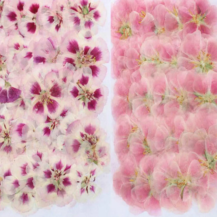 Dried Flower Bookmark - 60pcs 4-7cm Pressed Dried Godetia Flowers