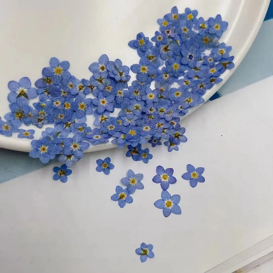Dried Flower Bookmark - 100pcs Pressed Dried Mini Blue Forgetmenot