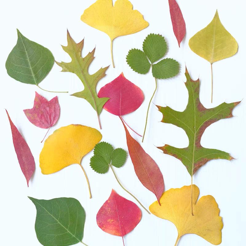 Dried Flower Bookmark - 60pcs Pressed Dried Flower Oak Ginkgo