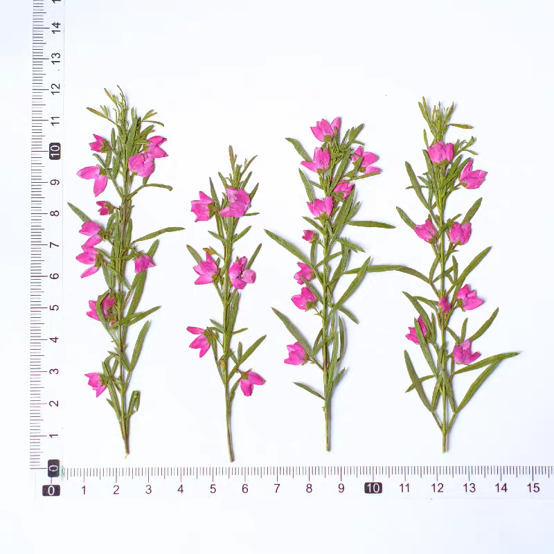 100pcs Pressed Dried Aidia can - Dried Flower Bookmark avis et prix