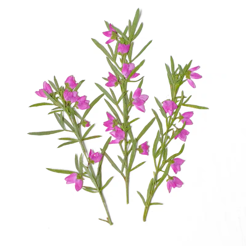 100pcs Pressed Dried Aidia can - Dried Flower Bookmark avis et prix