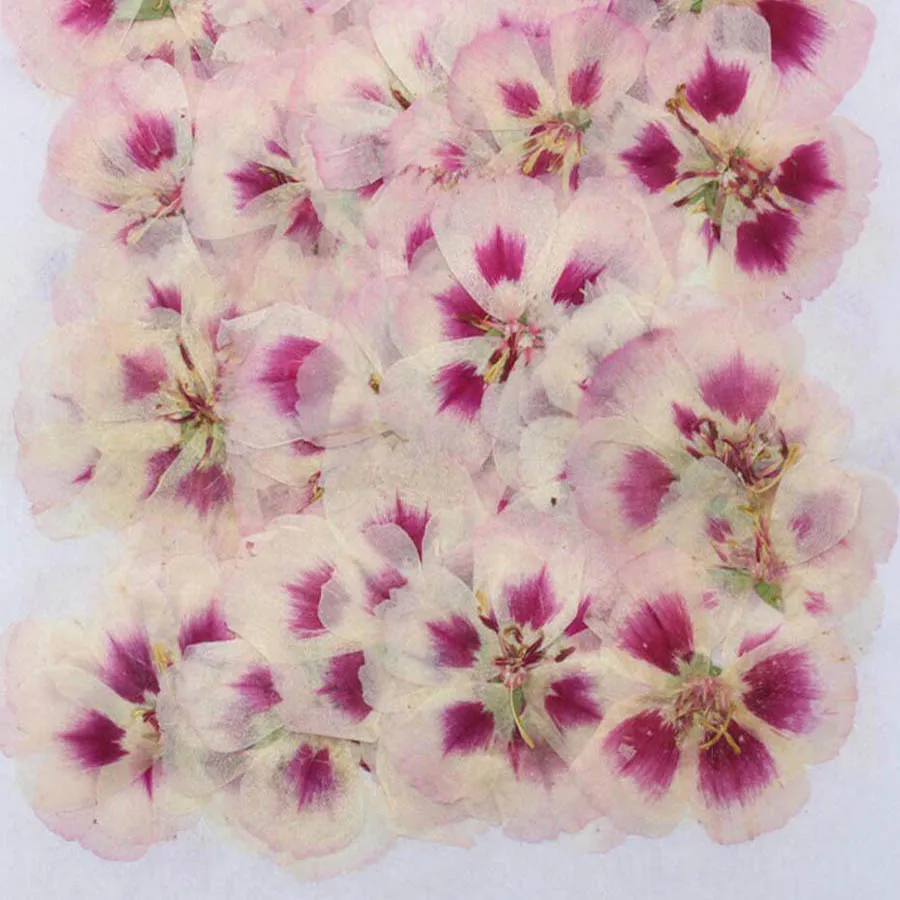 60pcs 4-7cm Pressed Dried Gode - Dried Flower Bookmark avis et prix