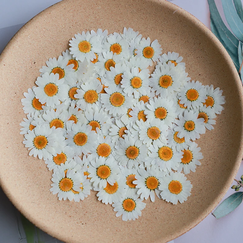 60X Pressed Dried Natural Whit - Dried Flower Bookmark avis et prix
