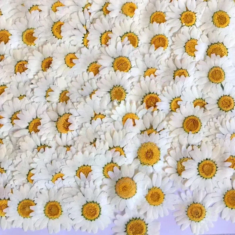 60X Pressed Dried Natural Whit - Dried Flower Bookmark avis et prix