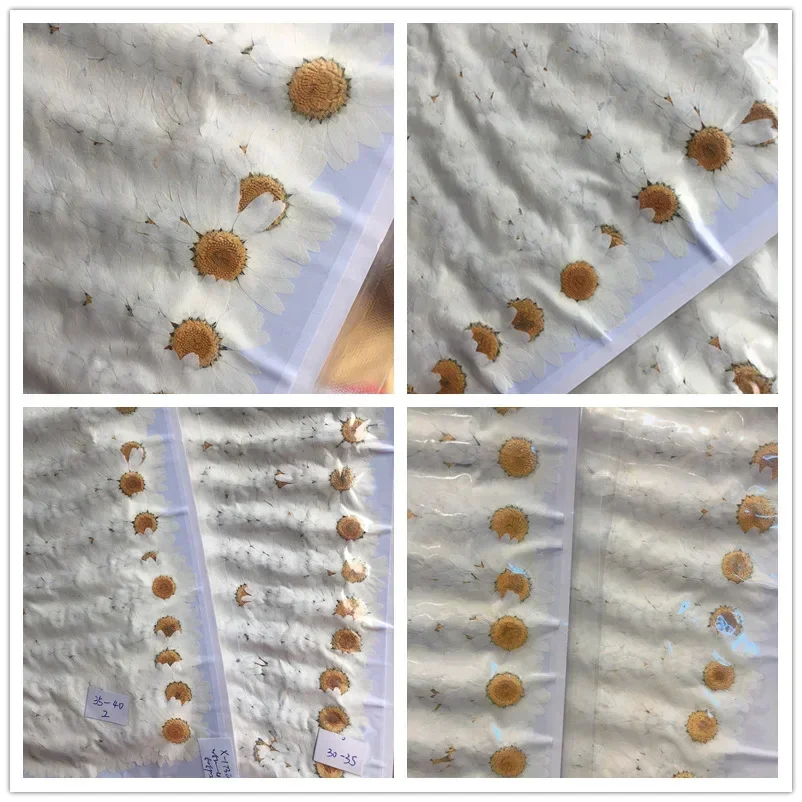 60X Pressed Dried Natural Whit - Dried Flower Bookmark avis et prix