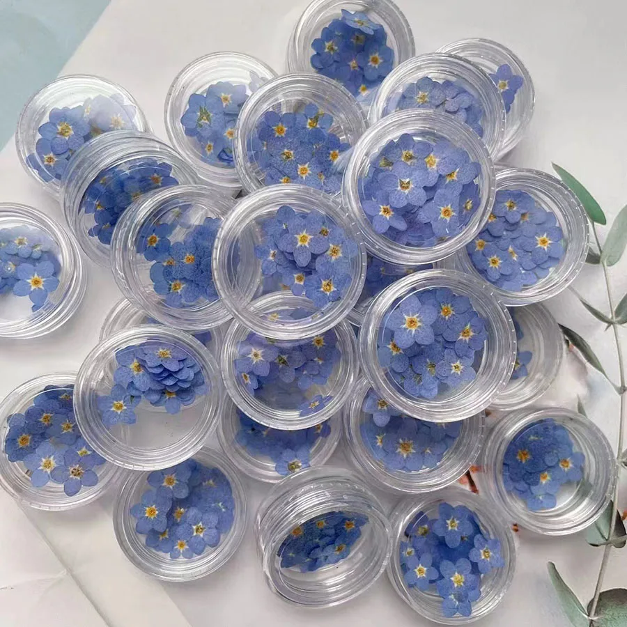 100pcs Pressed Dried Mini Blue - Dried Flower Bookmark avis et prix