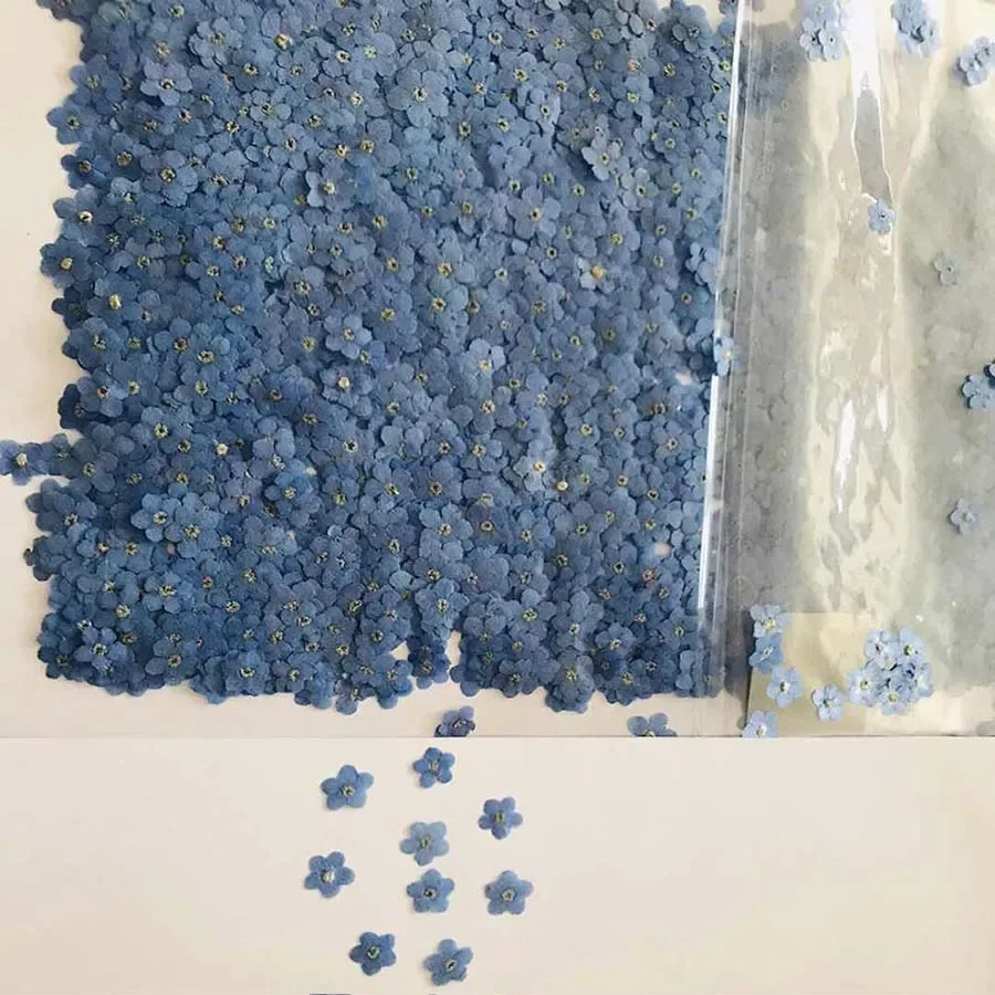 100pcs Pressed Dried Mini Blue - Dried Flower Bookmark avis et prix