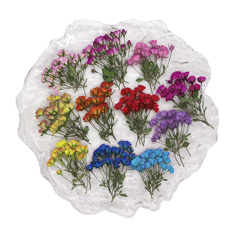 36X Pressed Dried Multi-heads  - Dried Flower Bookmark avis et prix