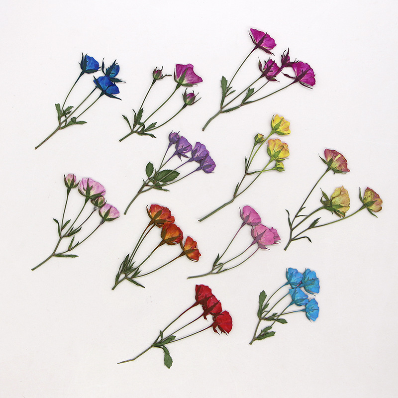 36X Pressed Dried Multi-heads  - Dried Flower Bookmark avis et prix