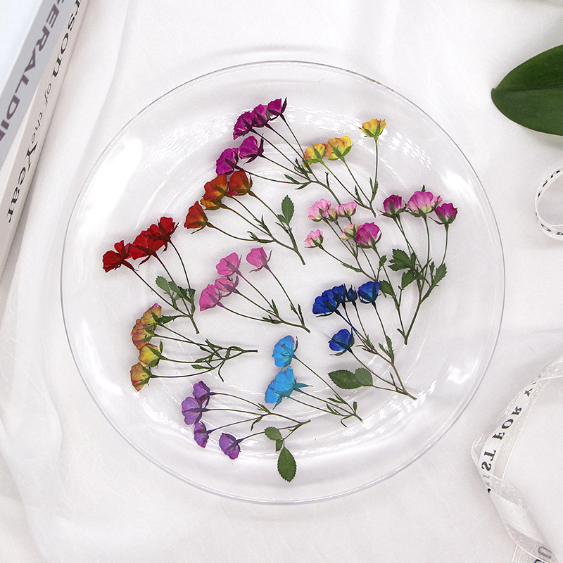 36X Pressed Dried Multi-heads  - Dried Flower Bookmark avis et prix