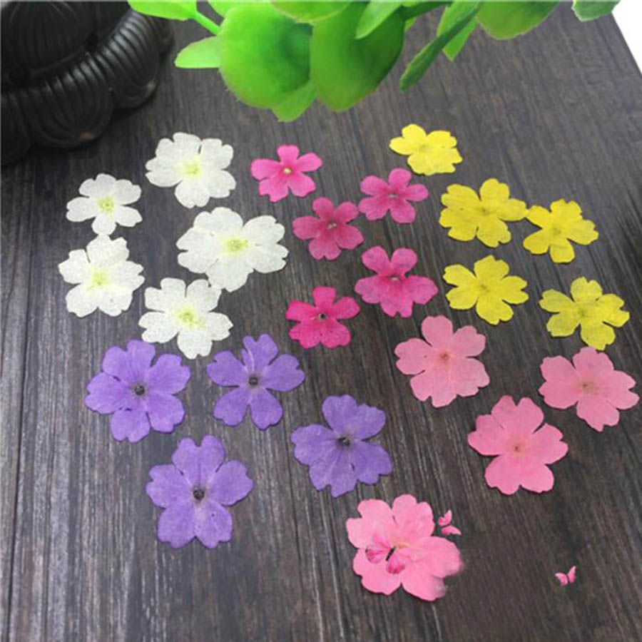 60pcs 1-2cm Pressed Dried Dyed - Dried Flower Bookmark avis et prix