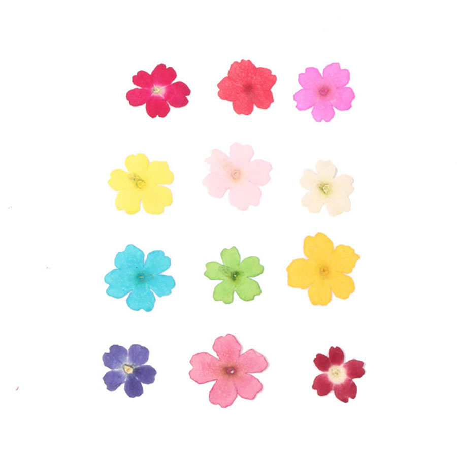 60pcs 1-2cm Pressed Dried Dyed - Dried Flower Bookmark avis et prix
