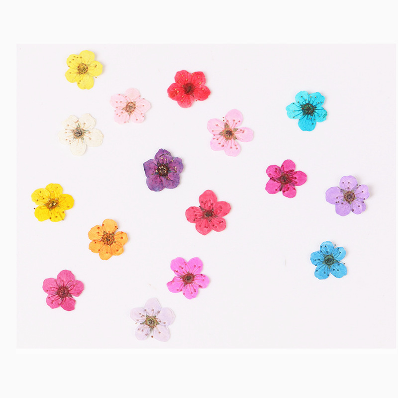 60pcs Mini Pressed Dried Narci - Dried Flower Bookmark avis et prix