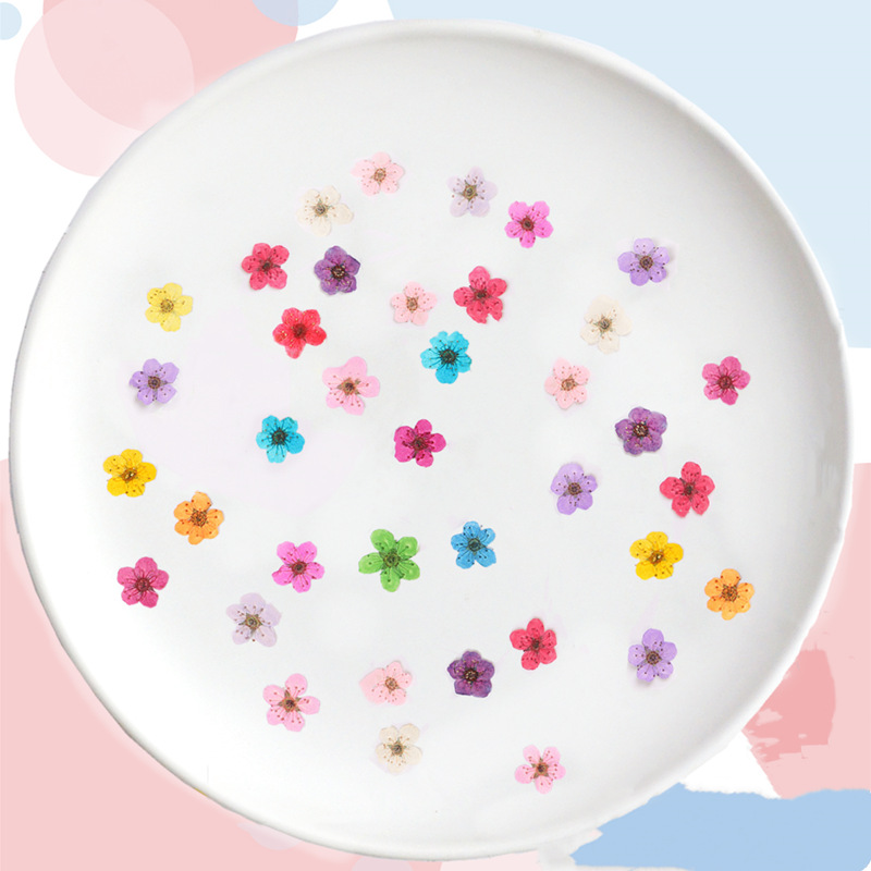 60pcs Mini Pressed Dried Narci - Dried Flower Bookmark avis et prix