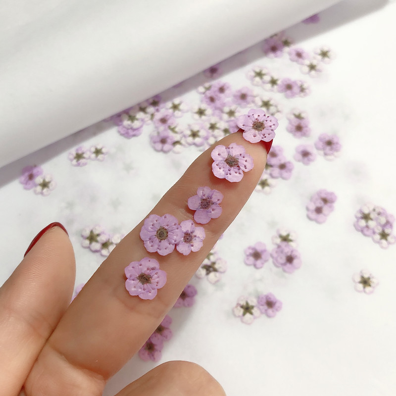 60pcs Mini Pressed Dried Narci - Dried Flower Bookmark avis et prix