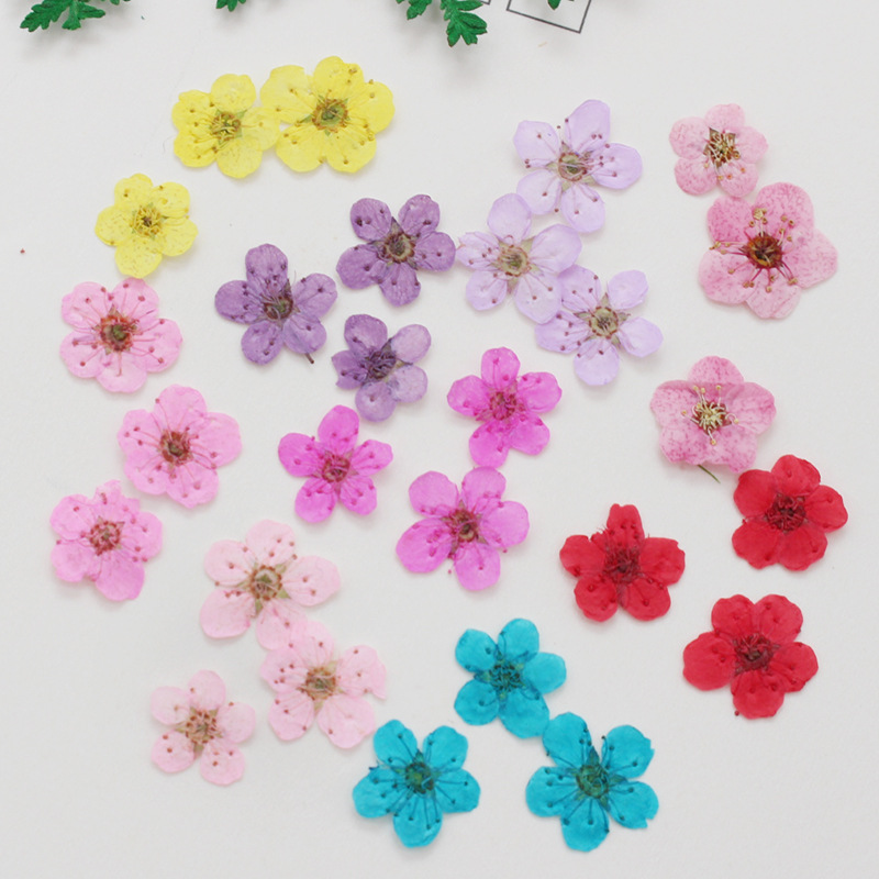 60pcs Mini Pressed Dried Narci - Dried Flower Bookmark avis et prix