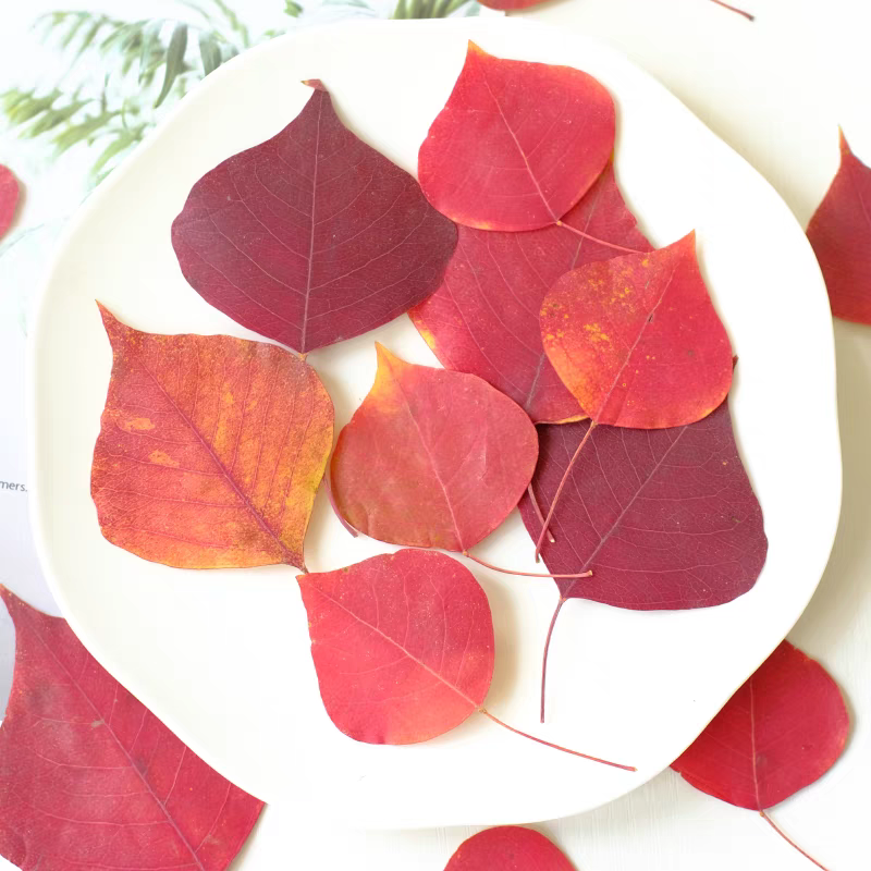 60pcs Pressed Dried Flower Oak - Dried Flower Bookmark avis et prix
