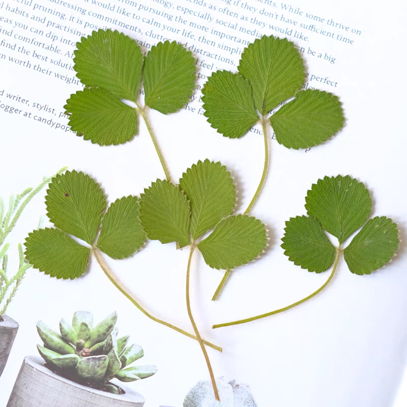 60pcs Pressed Dried Flower Oak - Dried Flower Bookmark avis et prix
