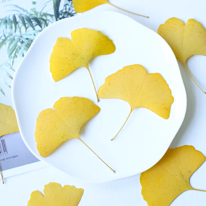 60pcs Pressed Dried Flower Oak - Dried Flower Bookmark avis et prix