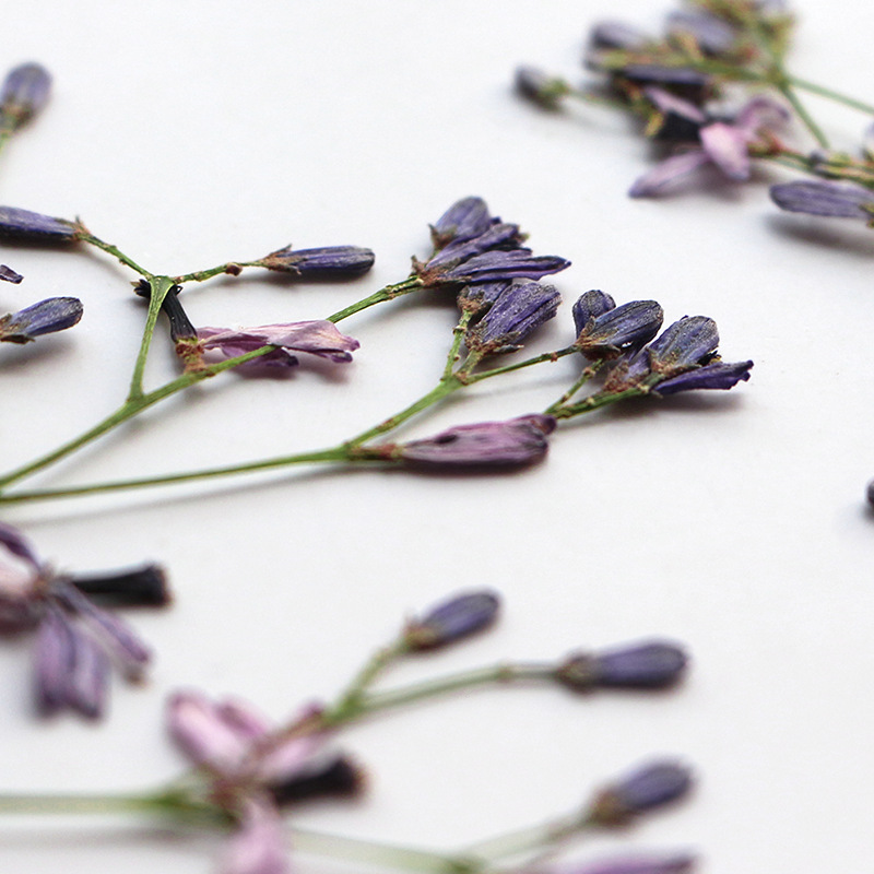 60Pcs Neem Tree Flower Branche - Dried Flower Bookmark avis et prix