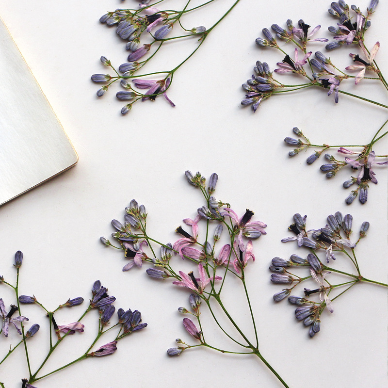60Pcs Neem Tree Flower Branche - Dried Flower Bookmark avis et prix