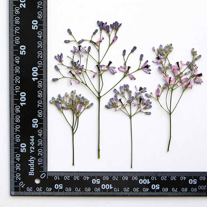 60Pcs Neem Tree Flower Branche - Dried Flower Bookmark avis et prix