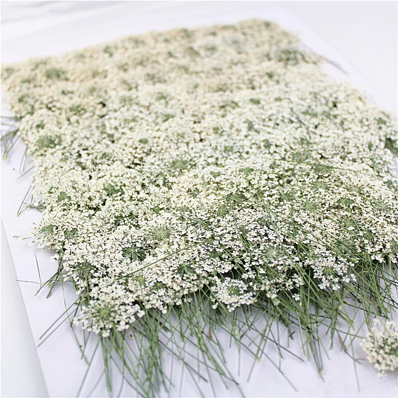 100pcs,Pressed white Lace flow - Dried Flower Bookmark avis et prix