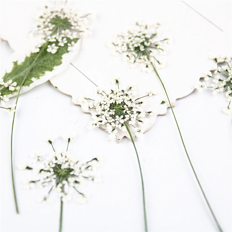 100pcs,Pressed white Lace flow - Dried Flower Bookmark avis et prix