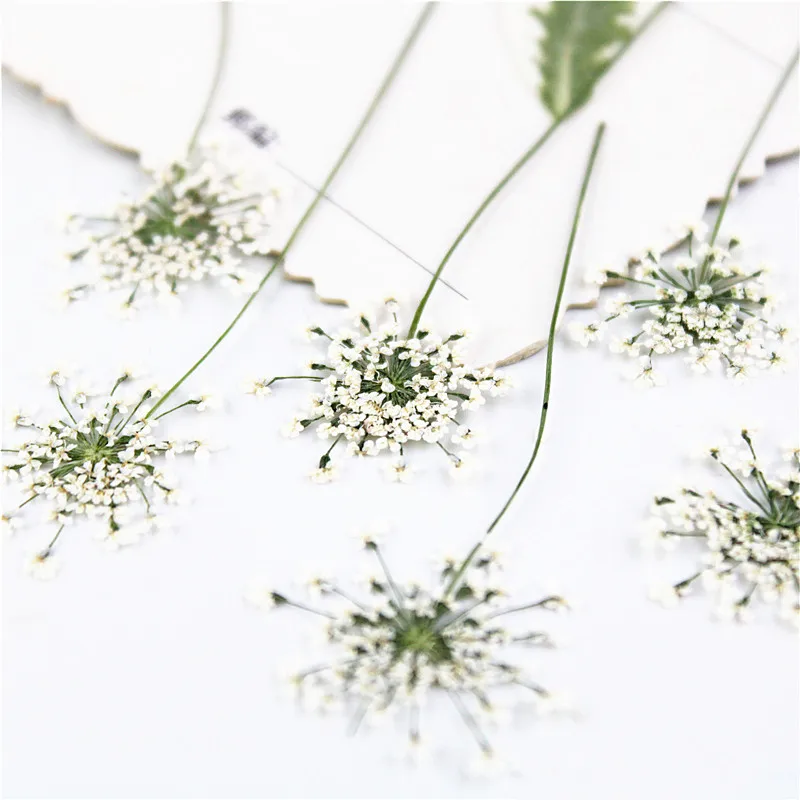 100pcs,Pressed white Lace flow - Dried Flower Bookmark avis et prix