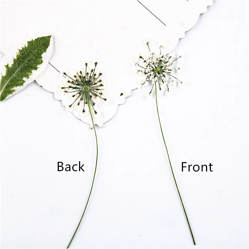 100pcs,Pressed white Lace flow - Dried Flower Bookmark avis et prix