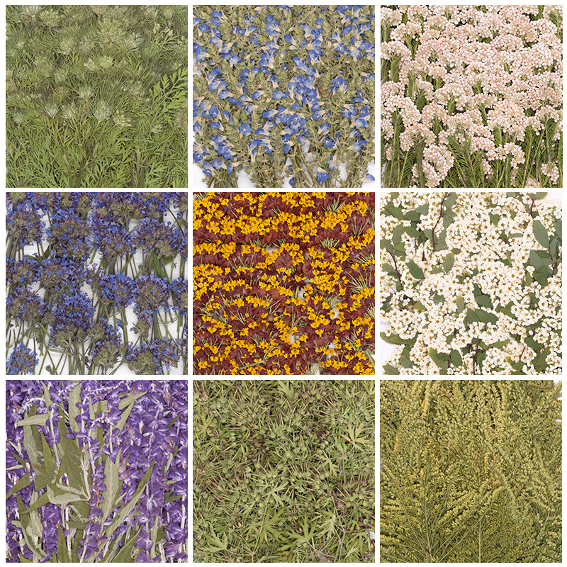 500Pcs Large Package of Fern P - Dried Flower Bookmark avis et prix