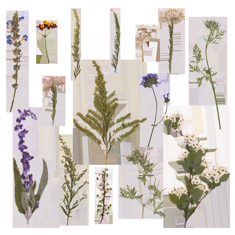 500Pcs Large Package of Fern P - Dried Flower Bookmark avis et prix