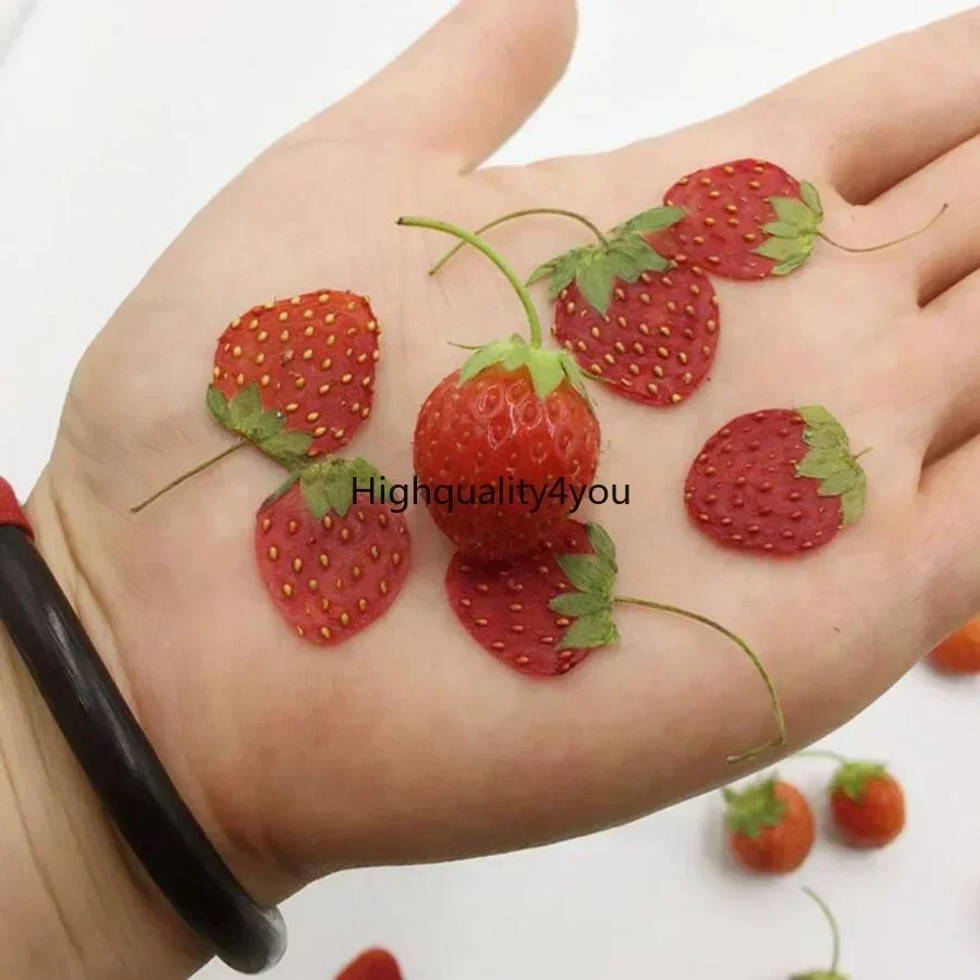 10pcs Dried Pressed Mini Fruit - Dried Flower Bookmark avis et prix