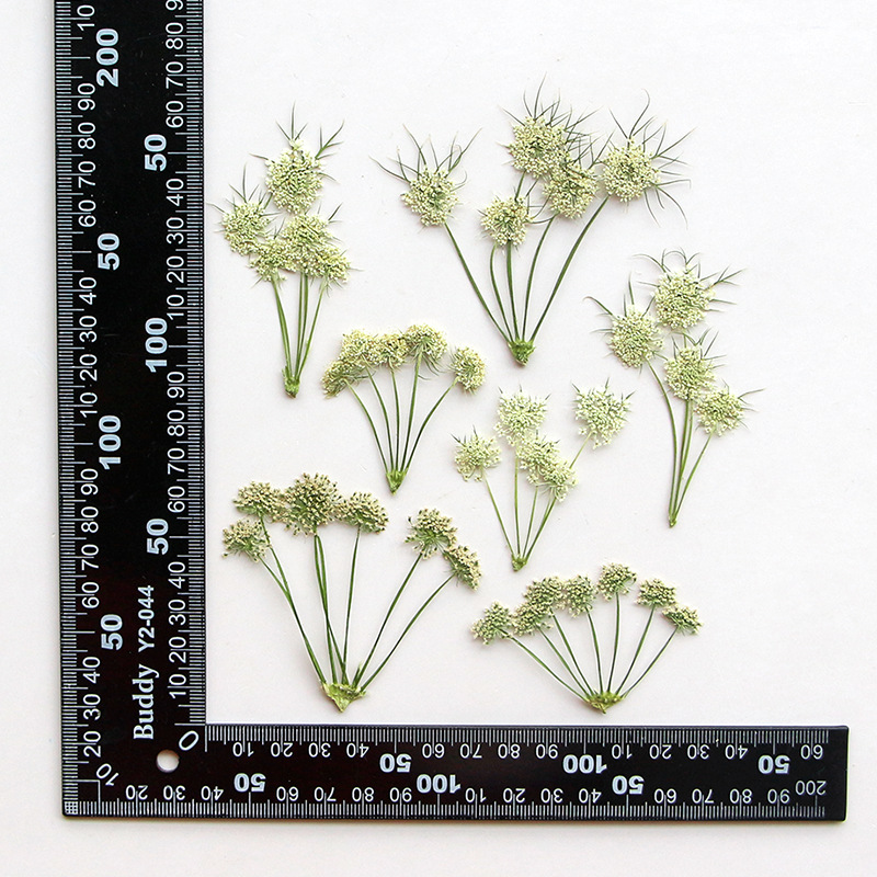Pressed Dried Ammi Visnaga Lac - Dried Flower Bookmark avis et prix