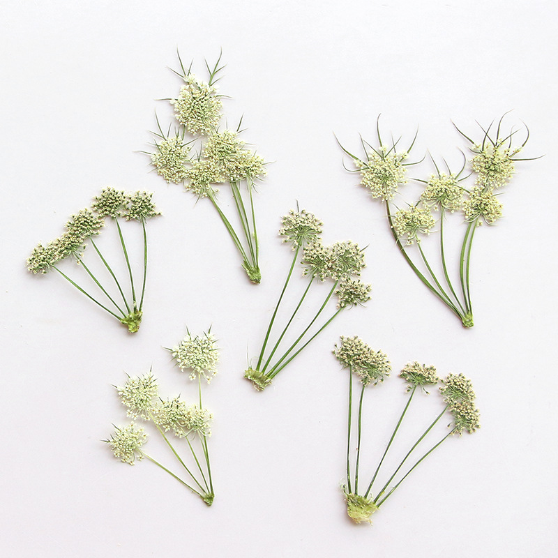 Pressed Dried Ammi Visnaga Lac - Dried Flower Bookmark avis et prix