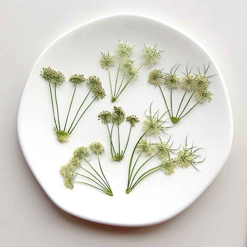 Pressed Dried Ammi Visnaga Lac - Dried Flower Bookmark avis et prix