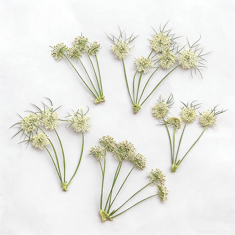 Pressed Dried Ammi Visnaga Lac - Dried Flower Bookmark avis et prix